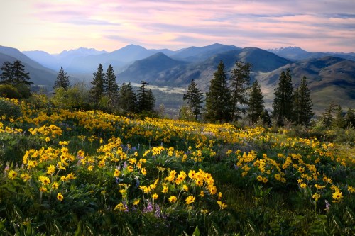 A vibrant field of yellow flowers in the foreground, with mountains and a colorful sky in the background.