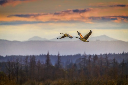 Two geese fly over a misty landscape at sunset, with mountains and trees silhouetted in the background.