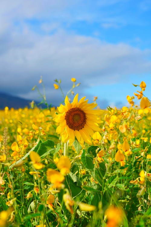 A vibrant sunflower stands tall among a field of yellow flowers under a blue sky with scattered clouds.