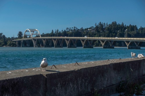 A seagull stands on a concrete ledge with a bridge and trees in the background, under a clear blue sky.