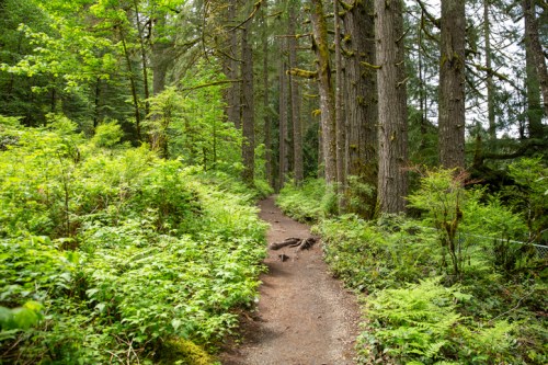 A winding dirt path through a lush green forest with tall trees and dense underbrush.