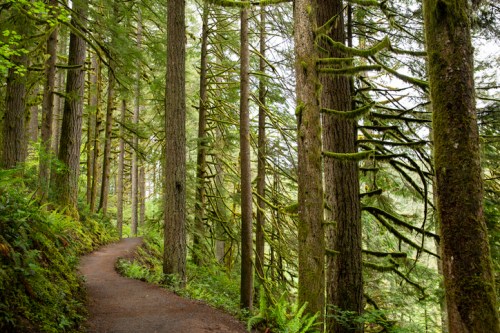 A winding path through a lush, green forest with tall trees and moss-covered branches.