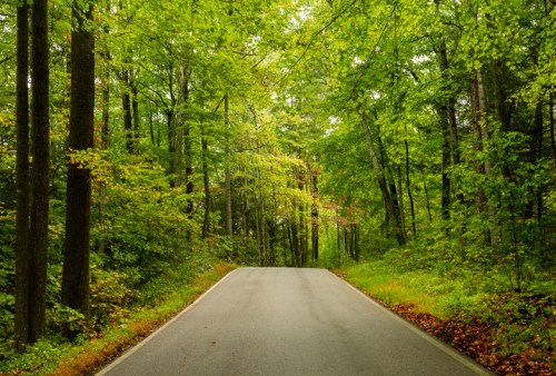 A serene, winding road surrounded by lush green trees and foliage, creating a peaceful forest atmosphere.