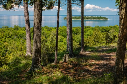 A serene landscape featuring tall trees overlooking a calm lake with a small island in the distance under a blue sky.
