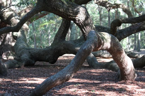 Twisted tree branches create an intricate pattern on the forest floor, surrounded by dappled sunlight.