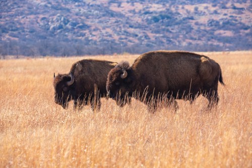 Two bison grazing in a golden grass field with a mountainous landscape in the background.