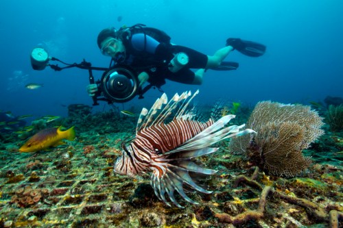 A diver with a camera captures underwater life, featuring a lionfish and colorful coral in a vibrant ocean scene.