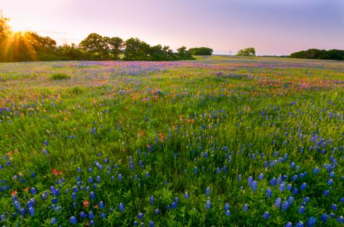A vibrant field of bluebonnets and wildflowers under a soft sunset sky, with trees in the background.
