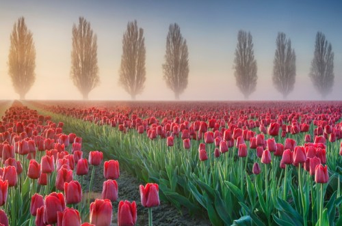A misty landscape featuring vibrant red tulips in rows, with tall trees in the background under a soft morning light.