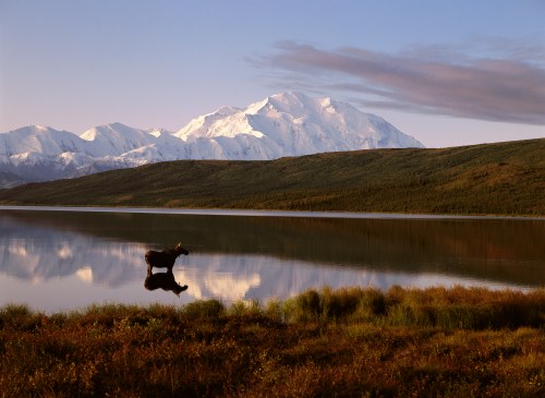 A serene landscape featuring a moose standing in a calm lake, with snow-capped mountains in the background.