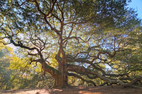 A large, sprawling tree with wide branches and lush green leaves, surrounded by dappled sunlight.