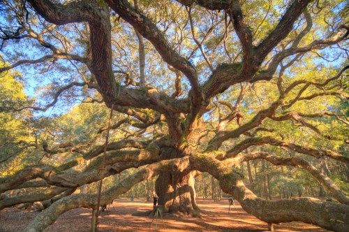 A majestic, sprawling tree with wide branches and vibrant green leaves in a sunlit forest setting.
