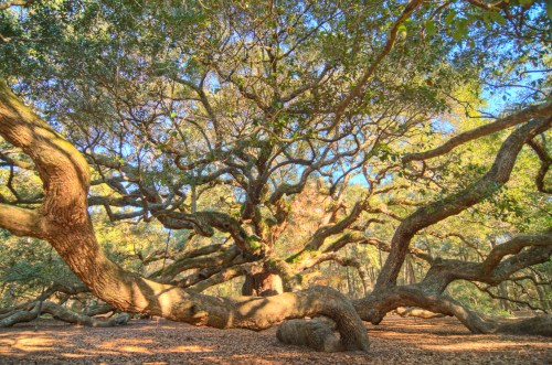 A large, sprawling tree with thick, twisting branches and vibrant green leaves in a sunlit forest setting.