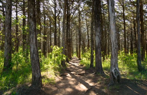 A sunlit forest path lined with tall trees and vibrant green foliage on either side.