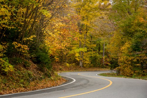 A winding road surrounded by vibrant autumn foliage in shades of yellow, orange, and green.