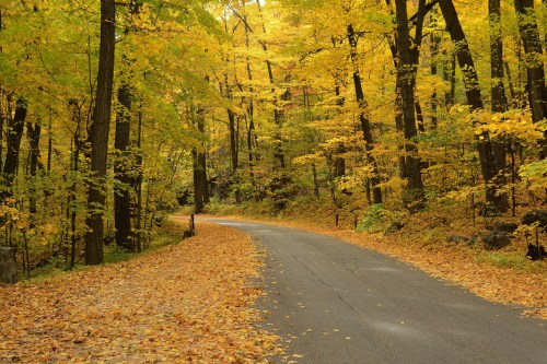 A winding road through a forest with vibrant autumn leaves in shades of yellow and orange.