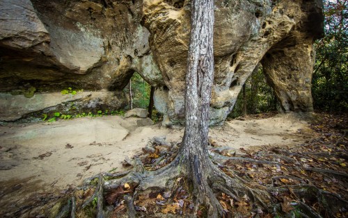 A large rock formation with a tree growing nearby, surrounded by sandy ground and scattered leaves in a forested area.