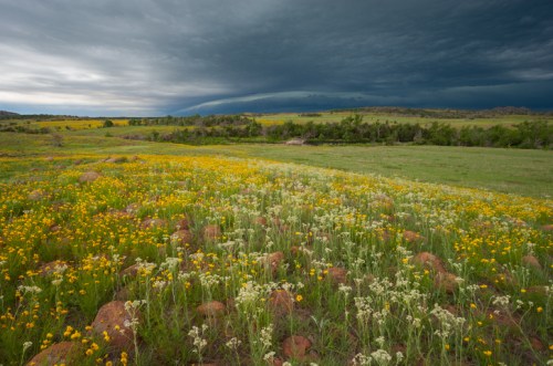 A vibrant field of yellow and white wildflowers under a dark, stormy sky with rolling hills in the background.