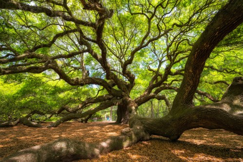 A sprawling tree with wide, twisting branches and vibrant green leaves, surrounded by a carpet of fallen leaves.