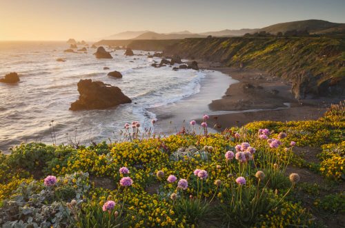 Coastal landscape at sunset, featuring rocky shores and vibrant wildflowers in the foreground.