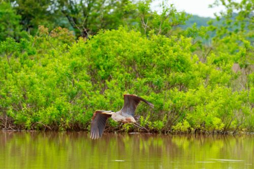 A heron flies over a calm lake, surrounded by lush green foliage and reflections in the water.