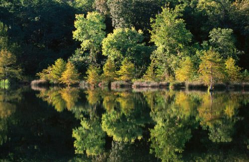 Lush green trees and golden foliage reflected in calm water, creating a serene natural landscape.