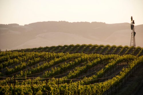 A scenic vineyard with rows of grapevines, set against rolling hills and a windmill in the background during golden hour.