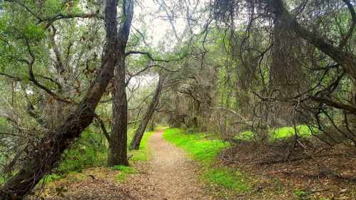 A winding dirt path through a lush, green forest with trees on either side.
