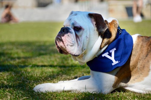 A bulldog wearing a blue scarf with a "Y" logo lies on the grass, looking to the side.