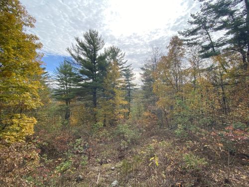 A scenic view of a forest with autumn foliage, featuring tall trees and a cloudy sky.