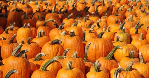 A closeup of pumpkins in a pumpkin patch.