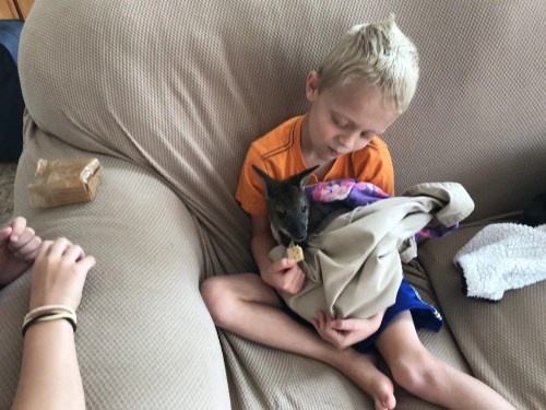 A young boy sits on a couch, holding a small kangaroo wrapped in a blanket, looking relaxed and content.