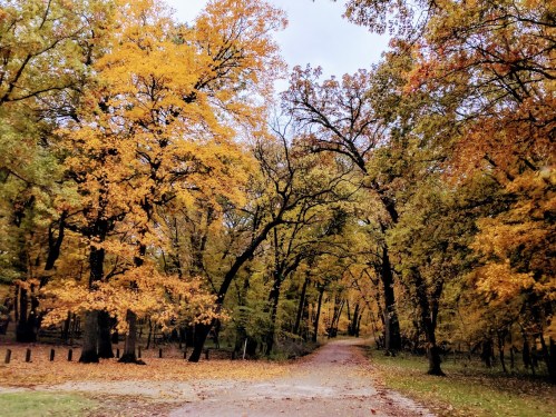 A winding dirt path surrounded by vibrant autumn trees with orange and yellow leaves.