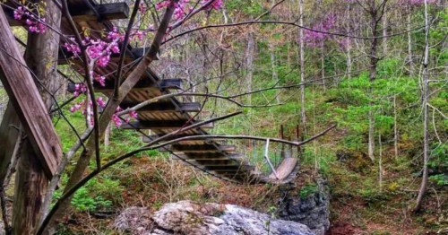 A wooden staircase surrounded by lush greenery and pink blossoms, leading up a hillside.