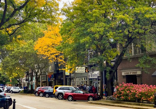 A street scene with colorful trees, shops, and parked cars on a sunny day in an urban area.