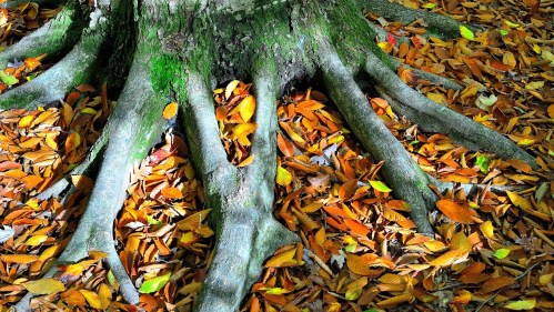 Tree roots emerge from the ground, surrounded by a colorful carpet of fallen autumn leaves.