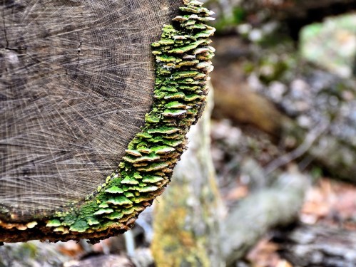 Close-up of a tree stump with green moss and layered fungi growing along the edge, set in a natural forest background.