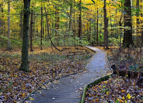 A winding wooden path through a vibrant autumn forest with colorful leaves on the ground and trees.