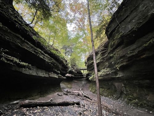 A serene canyon with steep rock walls, scattered logs, and trees above, creating a peaceful natural setting.