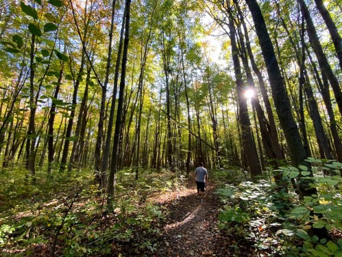 A person walks along a forest path surrounded by tall trees and dappled sunlight filtering through the leaves.
