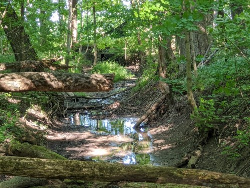 A serene forest scene with a shallow stream, fallen logs, and lush green foliage. Sunlight filters through the trees.