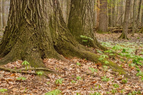 Close-up of tree trunks in a forest, surrounded by fallen leaves and small green plants on the forest floor.