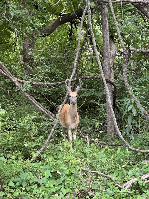 A deer stands among dense greenery and tangled branches in a forested area.