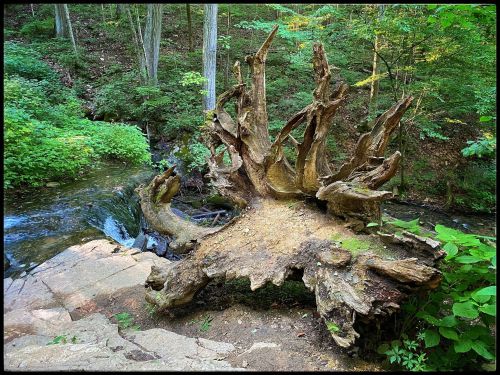 A gnarled tree stump with exposed roots sits by a small stream in a lush, green forest.
