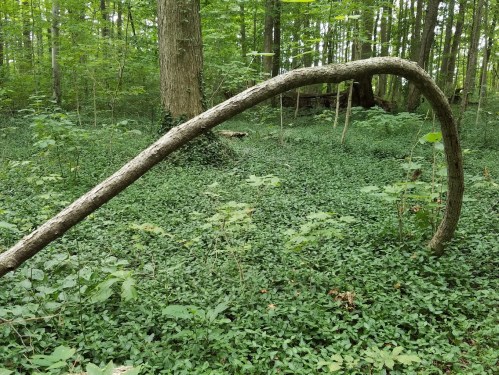 A curved tree branch arches over a lush green forest floor covered in plants and foliage.