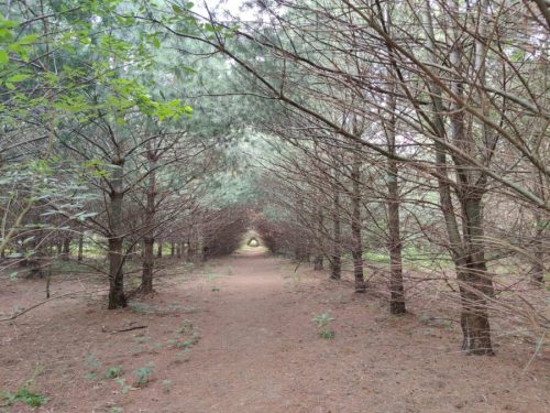 A serene forest path lined with tall trees, creating a natural tunnel effect with soft light at the end.