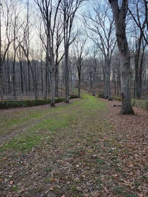 A serene forest path lined with bare trees, leading through a landscape of fallen leaves and stone walls.