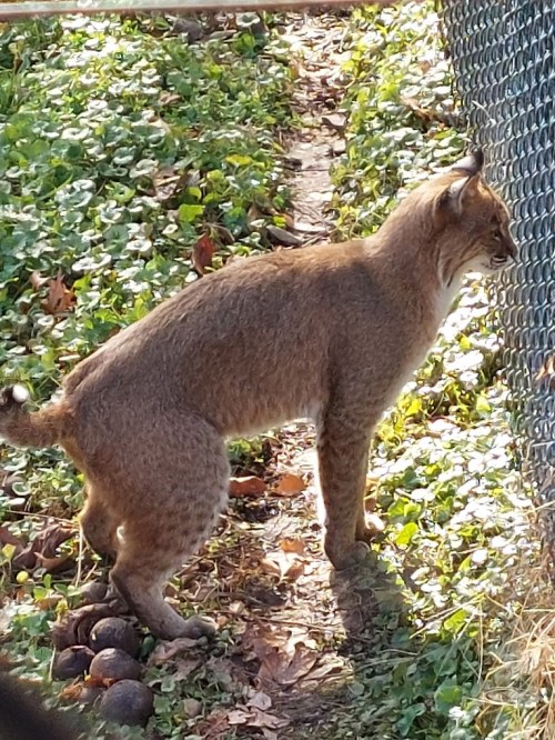 A bobcat stands beside a fence, surrounded by green grass and fallen leaves, in a natural setting.