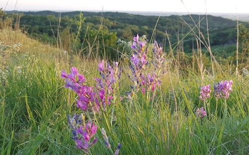 A field of vibrant pink and purple wildflowers amidst tall green grass, with rolling hills in the background.