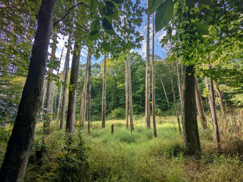 A serene forest scene with tall trees, lush greenery, and a grassy clearing under a blue sky.